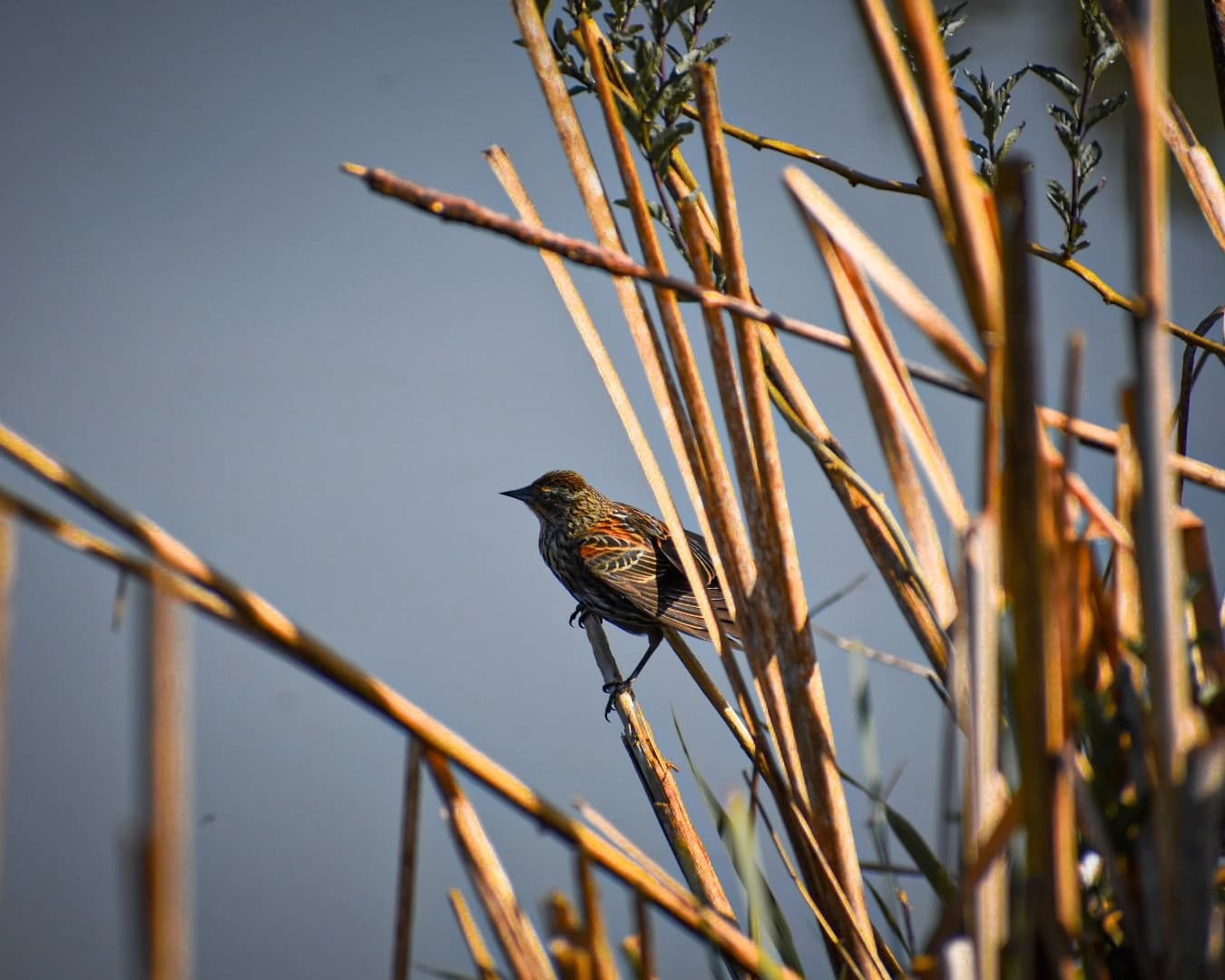 Wildlife close-up photograph of a small critter in natural habitat