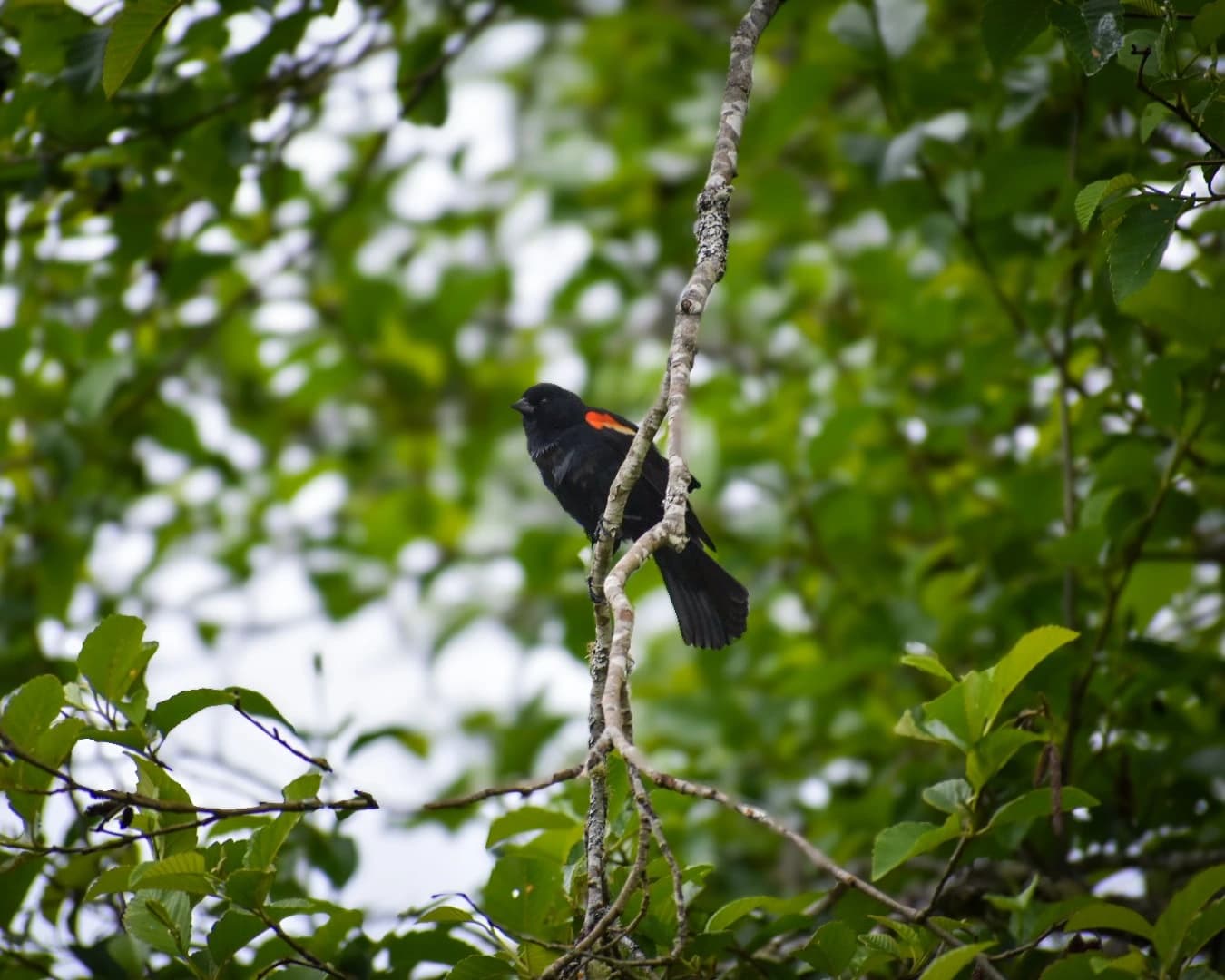 Nature photography capture highlighting texture and detail of local wildlife