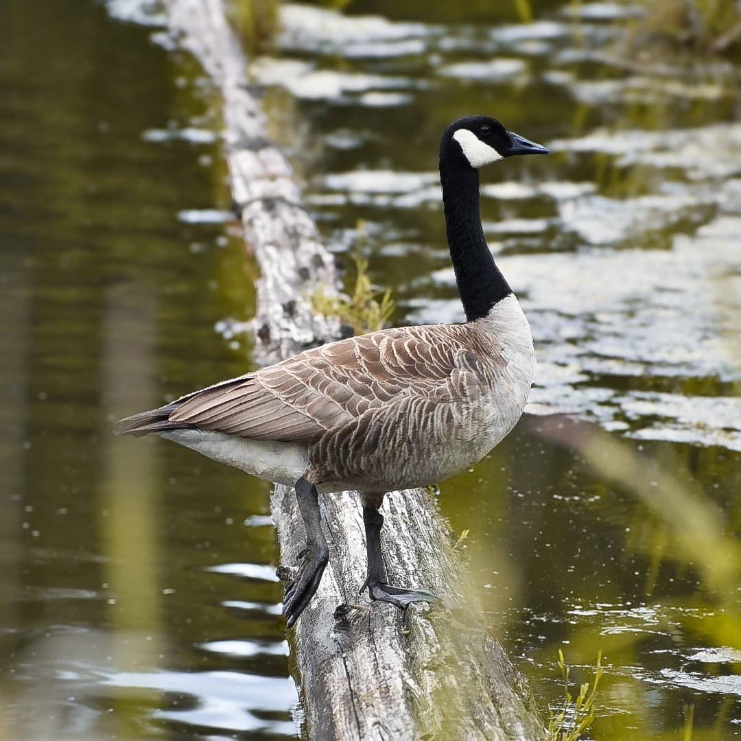 Candid animal portrait from Raven Inkwork wildlife photography collection